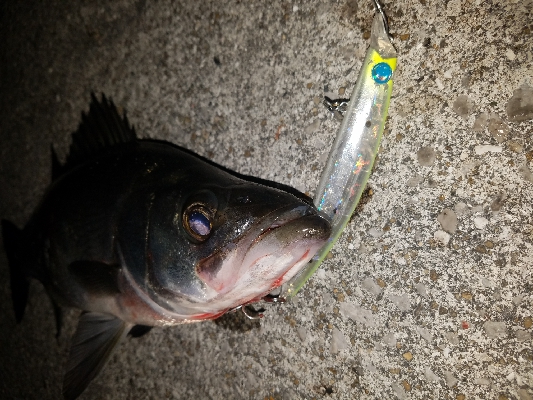 ナイトヒラスズキゲーム