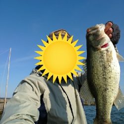 シラウオパターン