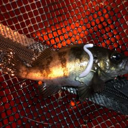 二見メバリング5