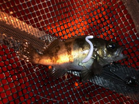 二見メバリング5