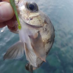 やっと春がきました