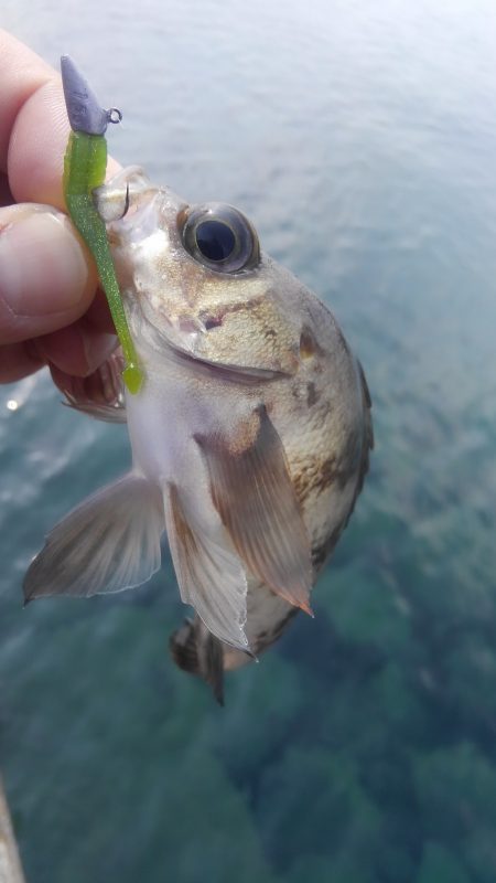 やっと春がきました