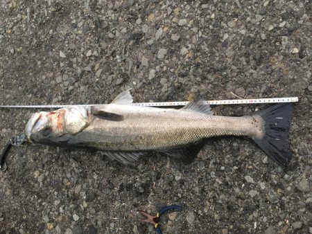 セットアッパーでスズキ