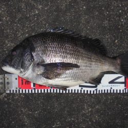 今年初クロダイ