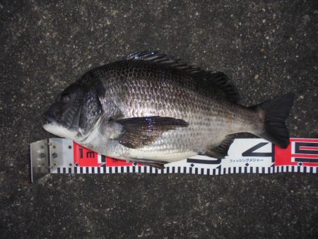 今年初クロダイ