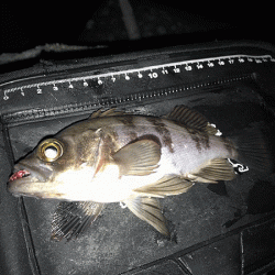 姫路メバリング(2019-7)