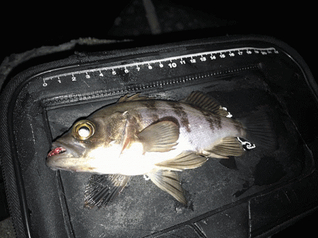 姫路メバリング(2019-7)