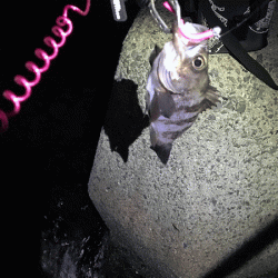 姫路メバリング(2019-8)