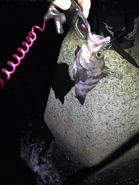 姫路メバリング(2019-8)