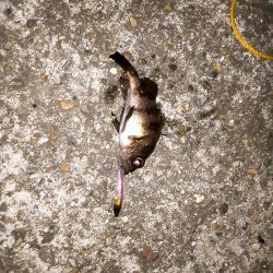 北風に吹かれて･･･