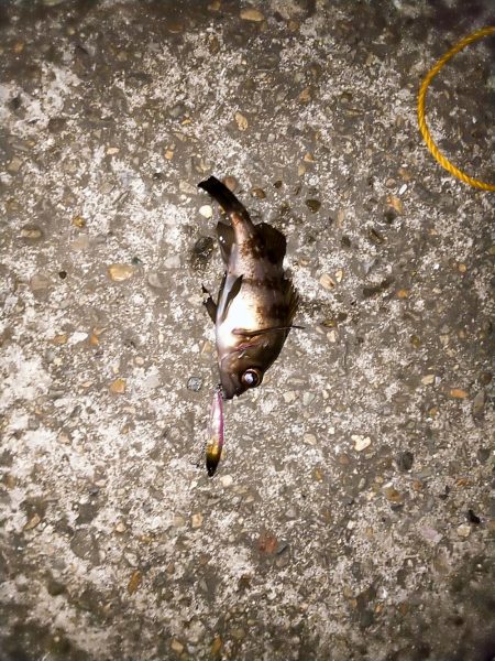 北風に吹かれて･･･