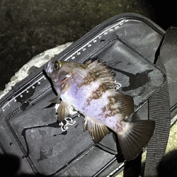 姫路メバリング(2018-9)