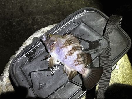 姫路メバリング(2018-9)