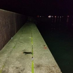 久しぶりのアオリイカ、