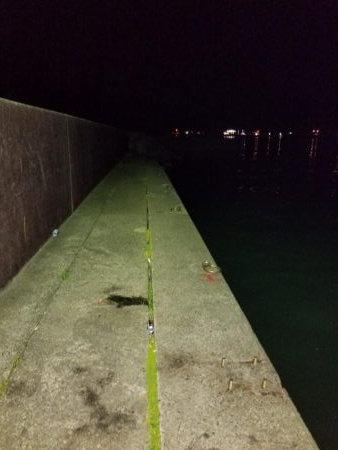 久しぶりのアオリイカ、