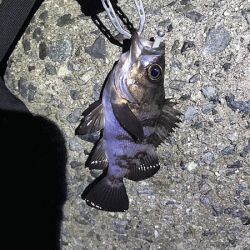 姫路メバリング(2019-10)