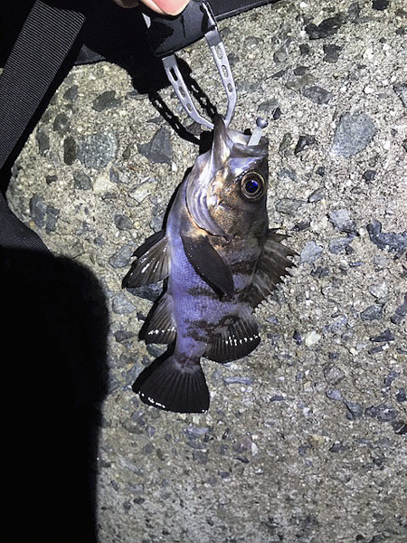 姫路メバリング(2019-10)