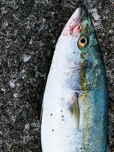 魚へんに春で･･･