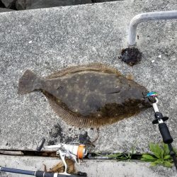 今年初のひらめゲット