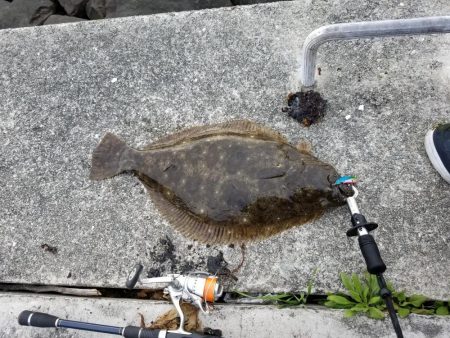 今年初のひらめゲット