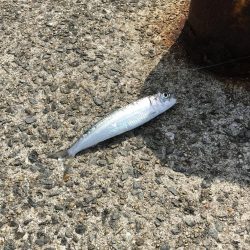 イワシだけ・・・