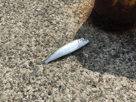 イワシだけ・・・