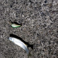 シーバスを求めて