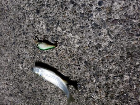 シーバスを求めて