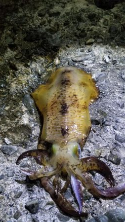 大物アオリイカ