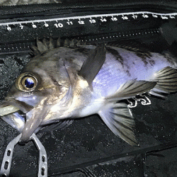 姫路メバリング(2019-11)