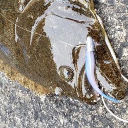 まさかのヒラメ