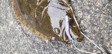 まさかのヒラメ