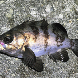 姫路メバリング(2019-12)