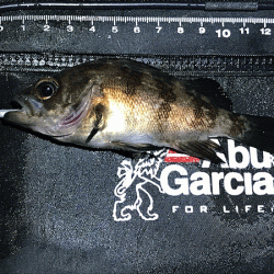 姫路メバリング(2019-13)