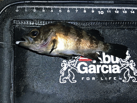 姫路メバリング(2019-13)