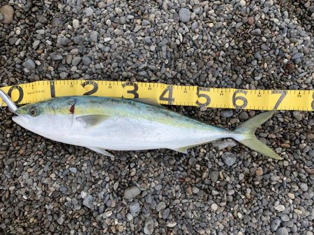 Tオヤジ  ダッシュ ショアジギングIN煙樹ヶ浜