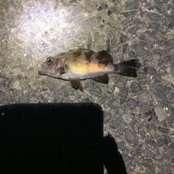 季節外れのアジ