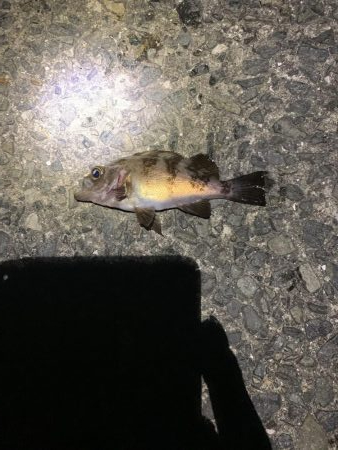 季節外れのアジ