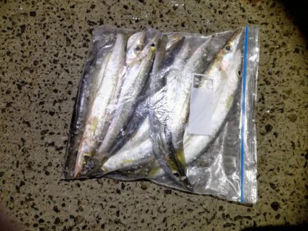 コウイカ、カマス、シーバスなど