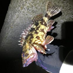 デッカサゴ!だが尺は遠い