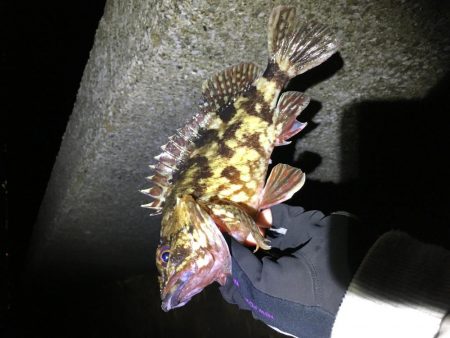 デッカサゴ!だが尺は遠い