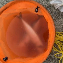 中サバ入れ食い