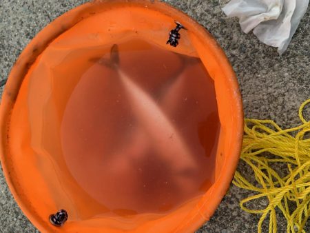 中サバ入れ食い