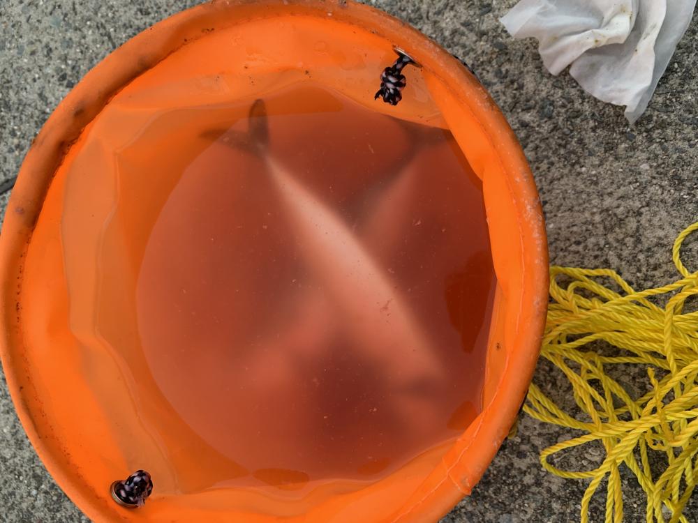 中サバ入れ食い