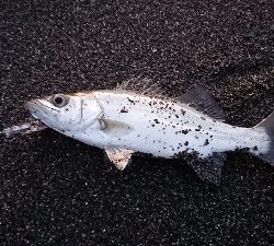 赤岡漁港横の安芸サーフにて