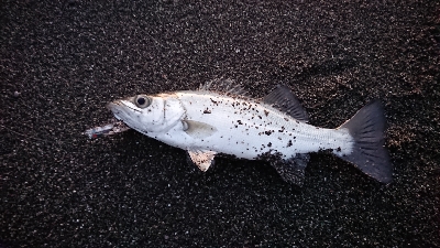 赤岡漁港横の安芸サーフにて