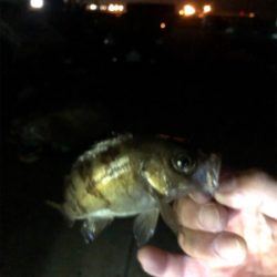 オヤジたちの釣行