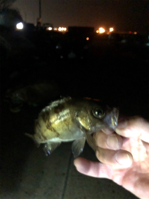 オヤジたちの釣行