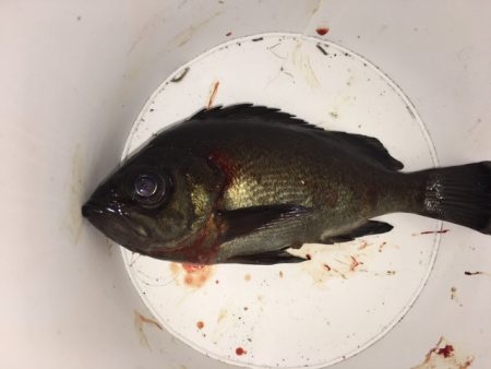 メバル釣り