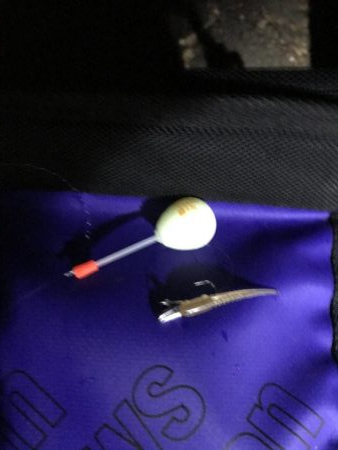 釣り人いない、メバルいない